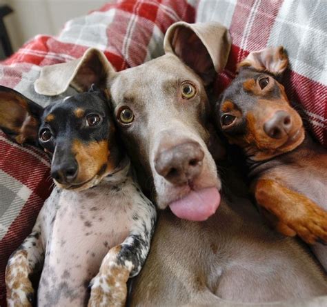 Gambar monyet lucu monyet selfie. Foto Monyet Selfie Lucu - Gambar Viral HD