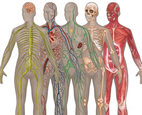 5 Body Systems In Female Anatomy Photograph By Gwen Shockey Fine Art