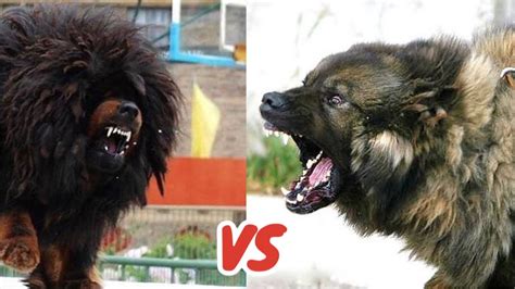 Tibetan Mastiff Vs Caucasian Shepherd Who Is King 👑 Youtube