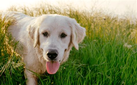 大型犬の特徴と種類！おすすめしたい飼いやすい犬種18選 Poppet（ポペット）ペット大好き