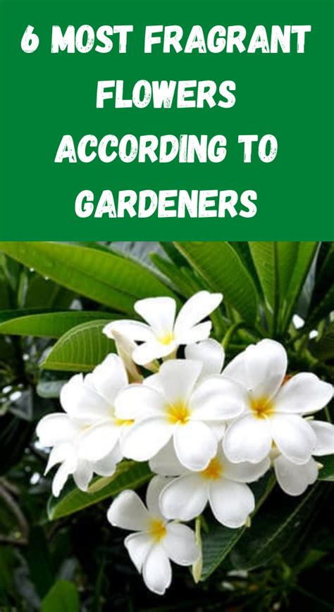 6 Most Fragrant Flowers According To Gardeners Gardening Sun Carrot