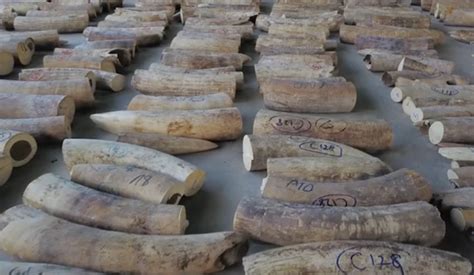 Singapore Seizes Largest Haul Of Elephant Ivory Along With Pangolin