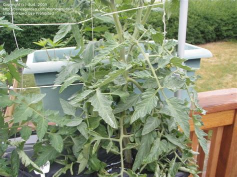 Tomatoes And Peppers Tomato Pruning For Earthbox Help 1 By Dsid