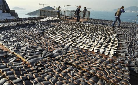 Shark Finning The Earth Our Home