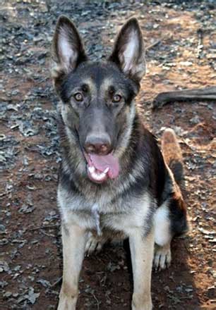 Captain max von stephanitz is the man credited with the foundation of this breed. Liver German Shepherd