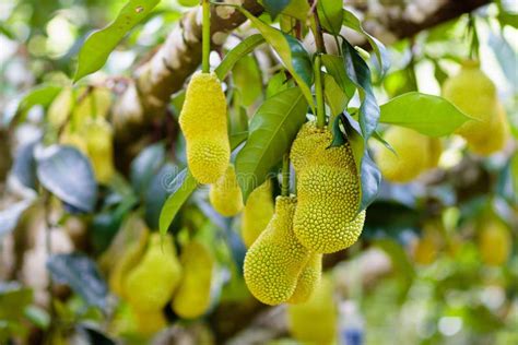 Jackfruit On Tree Tropical Fruit Stock Image Image Of Green Leaf