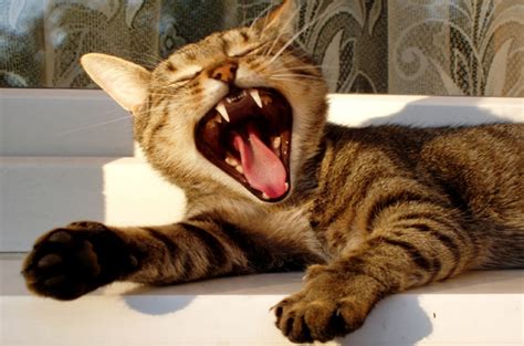 5 cat bite infection symptoms you shouldn't ignore. Cleaning Cat Teeth: A Guide to Dental Care for Cats