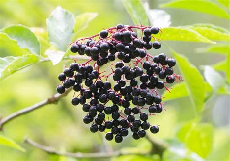 How To Identify Elderberries A Visual Guide Chromatin Health Network