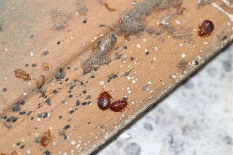 What Does A Baby Bed Bug Look Like Outdoor Pests