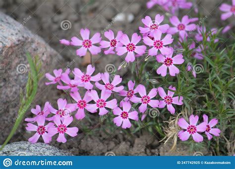 Pink Flowers Of Creeping Phlox Phlox Subulata Close Up Stock Image