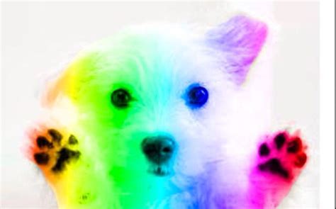 Rainbow Doggy Puppies Rainbow Cute Puppies