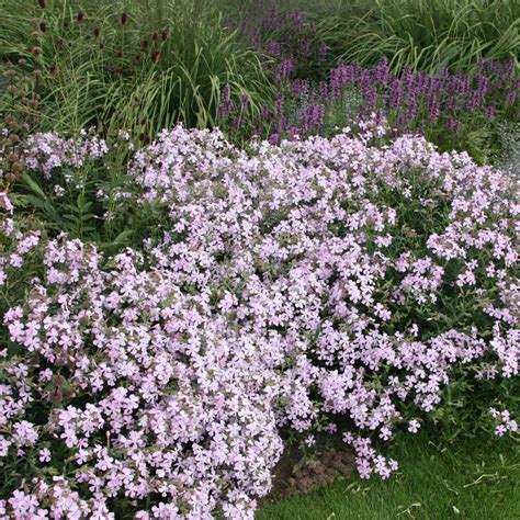 Buy Soapwort Saponaria × Lempergii Max Frei Delivery By Waitrose