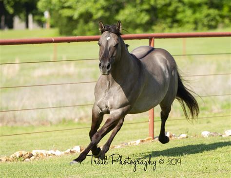 Grulla Quarter Horse Sage Trail Photography © 2019 Flickr