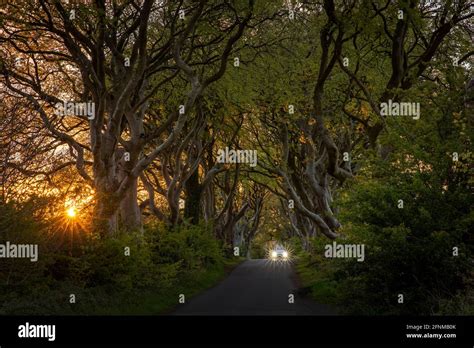 Avenue Of Beech Trees Known As The Dark Hedges In Co Antrim Northern