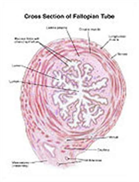 Cross Section Of Fallopian Tube Medical Illustration