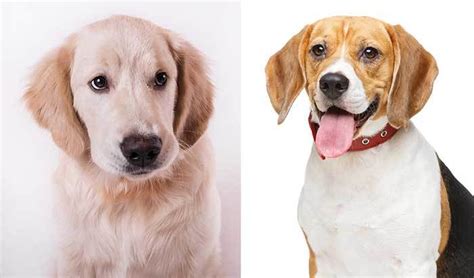 Golden Retriever Beagle Mix Your Guide To Knowing The Beago