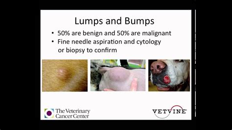 Skin Lumps And Bumps In Dogs Youtube