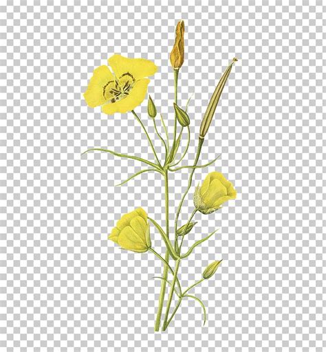 Wild Mustard Flower Clipart 10 Free Cliparts Download Images On