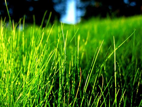 How To Care For Fescue Lawns In Atlanta Simply Organic Turf Care