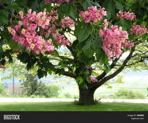 Pink Horse Chestnut Image And Photo Bigstock