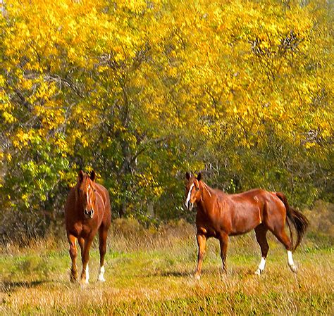 Fall Horses Photograph By Patti Adkins