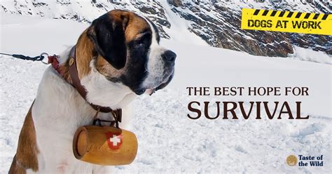 Avalanche Rescue Dogs The Search For Survivors