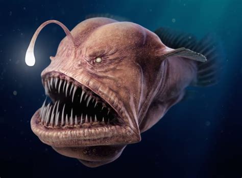 Maybe you would like to learn more about one of these? Why Do Most Deep Sea Fishes Look Scary? - You Ask We Answer