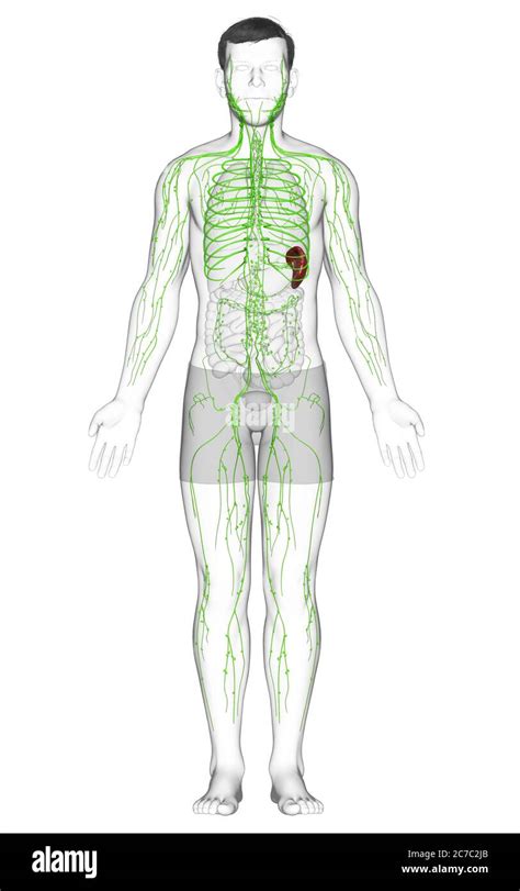 3d Rendered Medically Accurate Illustration Of A Male Lymphatic System