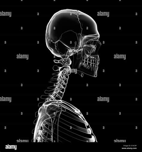 Skeleton Backbone Bones Human Skull Hi Res Stock Photography And Images