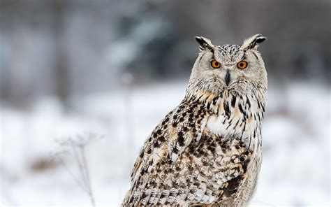 Wallpaper Owls In Winter