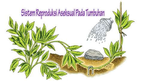 2.) dampak penggunaan hormon pertumbuhan sapi bgh (bovine growth hormone) dalam bidang ekonomi adalah. Sistem Reproduksi Vegetatif (Aseksual) Pada Tumbuhan ...