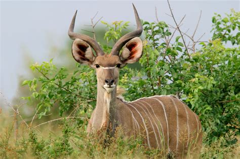 There has been much concern from animal welfare groups over the use of gestation crates in which a farmed pig will spend most of her life. Gestation Period Of Kudu - christening outfits baby boy