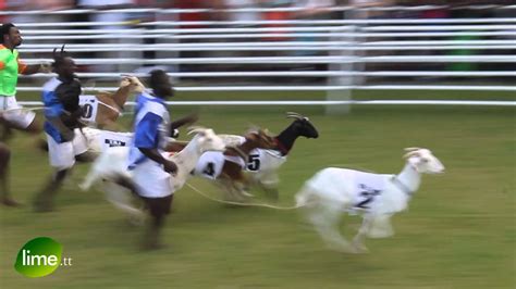 Tobago Goat Race Youtube