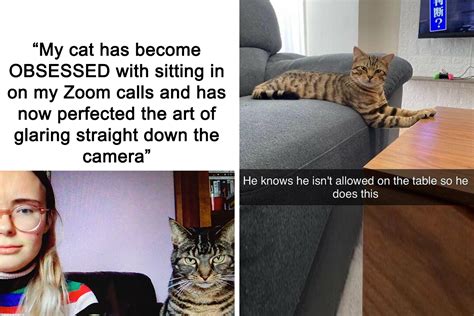 “meow incorporated” 50 perfectly accurate memes that capture what it s like living with cats