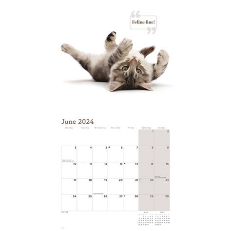 Cute Cats Wall Calendar 2024 By Carousel Calendars 240573