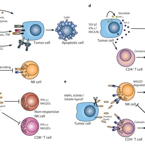 Pdf Mechanisms Of Tumor And Viral Immune Escape From Natural Killer