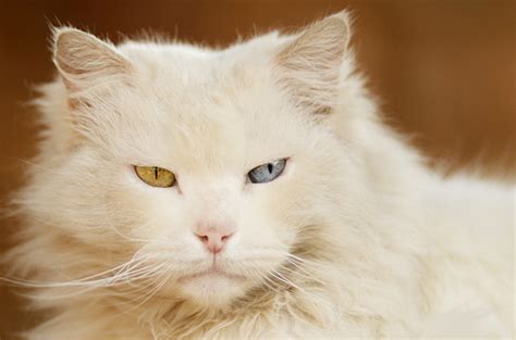 4 Things To Know About Cats With Blue Eyes Catster
