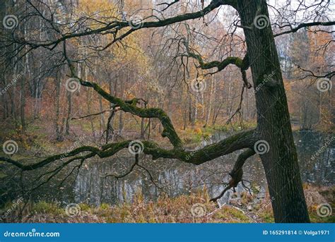 Old Oak Tree Stock Photo Image Of Background Forest 165291814
