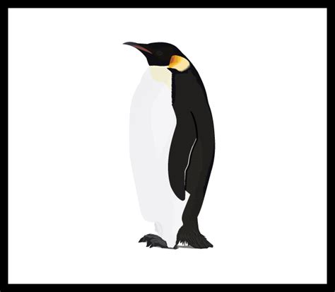 Penguins Clipart Transparent Background King Penguin Bird Emperor