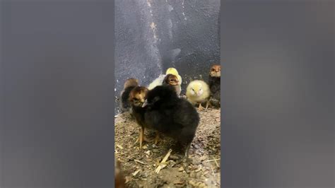 Homemade Incubator Hatching Full Result Youtube