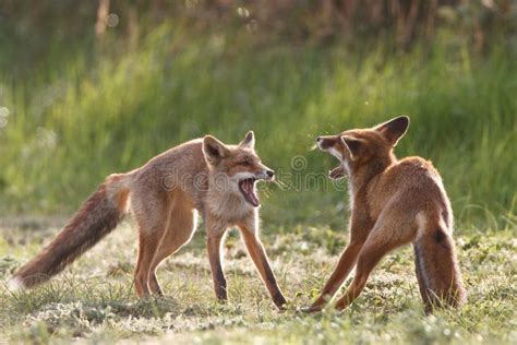 Fighting Red Foxes Stock Photo Image Of Spring Predator 20406766