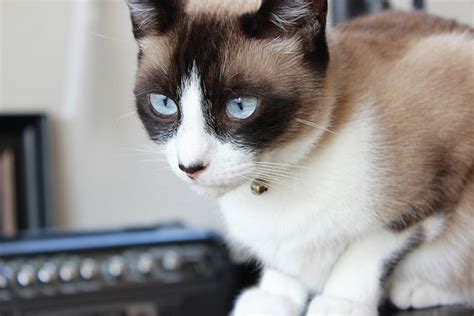 Snow Shoe Cat Breed Info History Personality Care