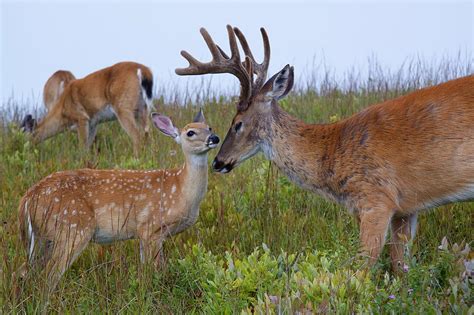 Whitetail Buck And Fawn Photograph By Tom Reichner Pixels