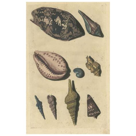 Lovely Collection Of 12 Antique Sea Shell Prints At 1stdibs