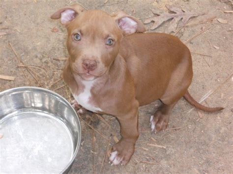 Red Nose Pitbull Puppies Female Red Nose Pitbull Puppies Red Nose