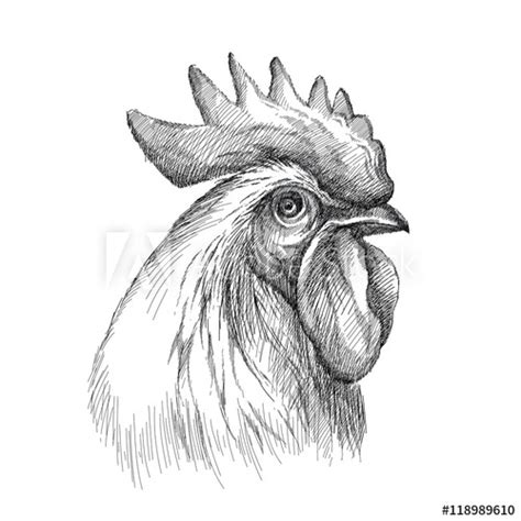 Vector Sketch Of Rooster Or Cock Head Profile In Black