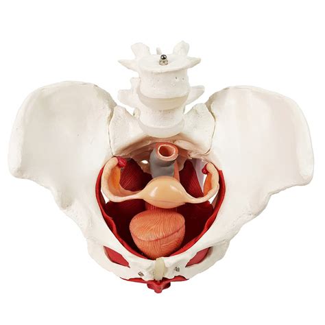 Female Pelvis And Perineum Model With Removable Organs Magnetic