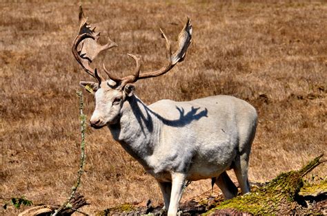 White Fallow Male Deer At Wildlife Safari In Winston Oregon Encircle