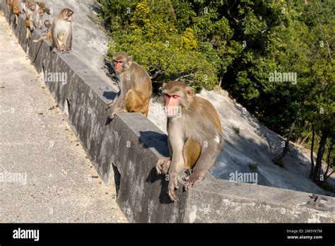 2022 Dec 30hong Kongwild Monkey In Country Park In Hong Kong Stock