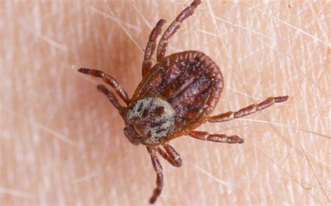 Are Ticks Common On Dogs
